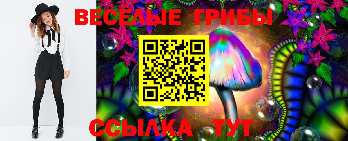 закладки  Тулун  Псилоцибиновые грибы Psilocybe 